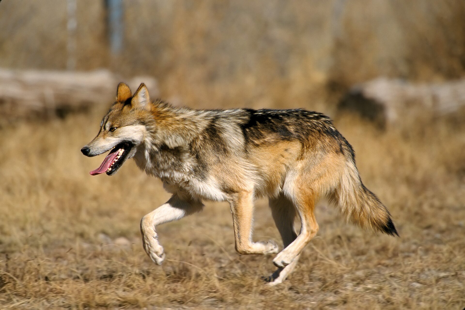 Trump orders Interior to consider delisting gray wolves from the Endangered Species Act